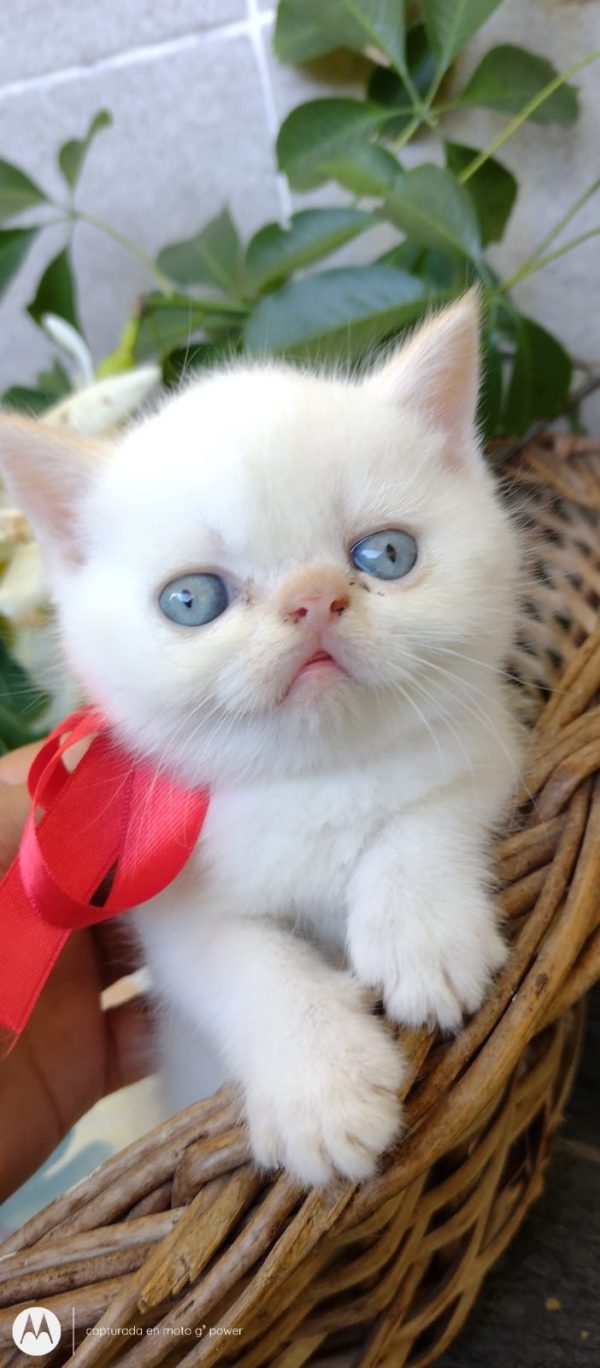 Gato persa - Imagen 3