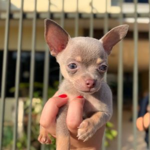 Chihuahua