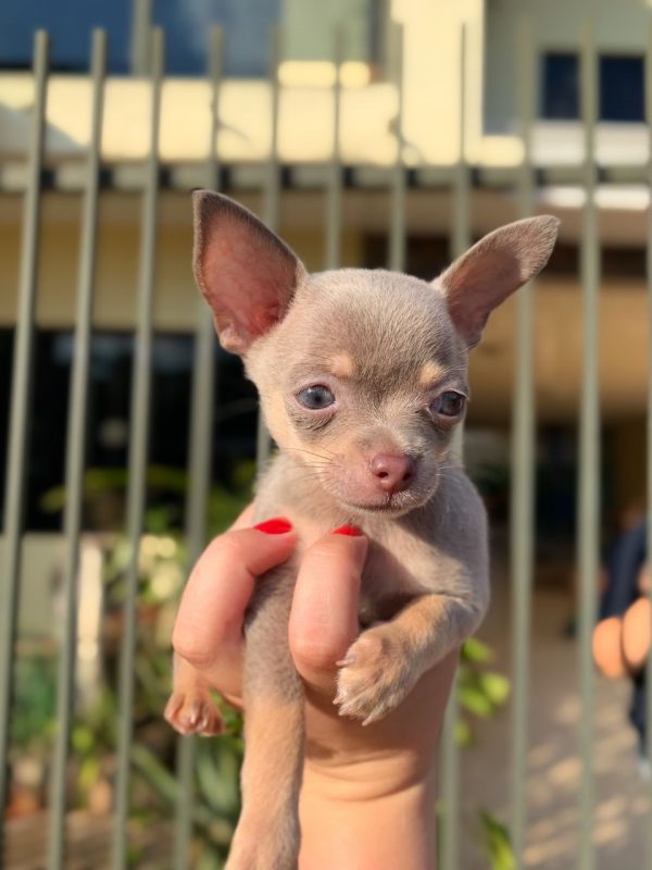 Chihuahua