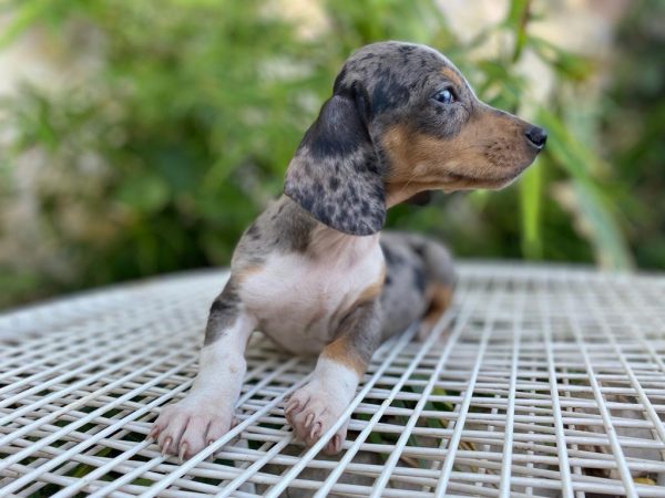 TECKEL ARLEQUIN macho - Imagen 2