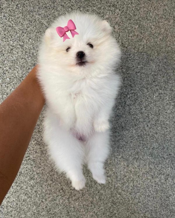 Lulú de pomerania hembra blanca