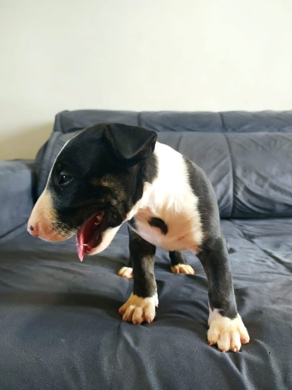 Bull terrier machos - Imagen 2