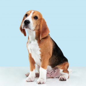 Beagle