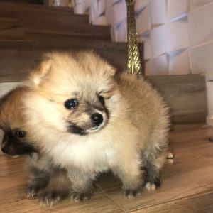Lulu de Pomerania machito/hembra