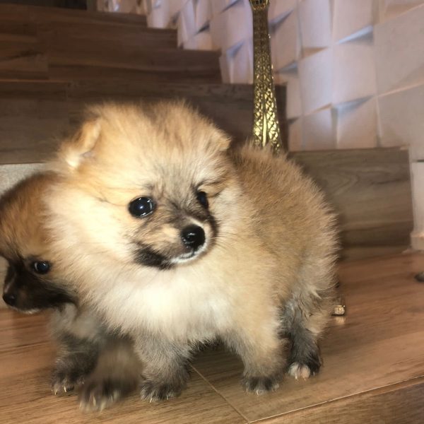 Lulu de Pomerania machito/hembra