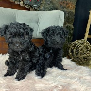 Caniche toy negro macho y hembra