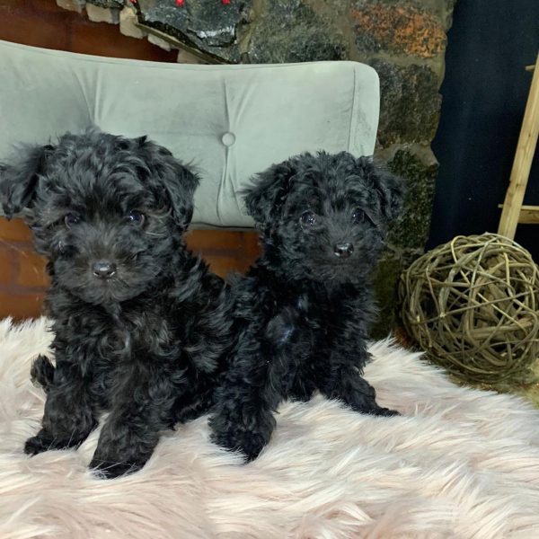 Caniche toy negro macho y hembra