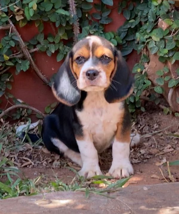 BEAGLE MACHOS/HEMBRAS - Imagen 2