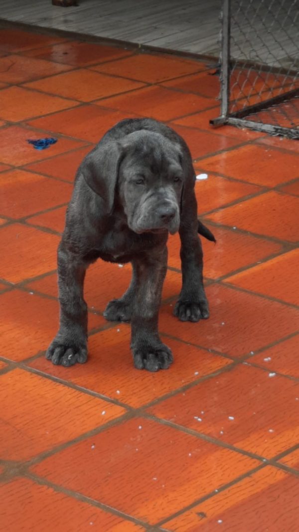 Mastín napolitano - Imagen 2