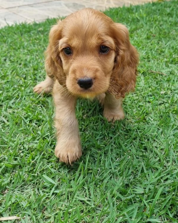 Cocker macho y hembra - Imagen 2