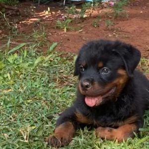 Rottweiler Machito con pedigree