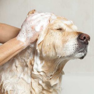 Shampoo y Acondicionador