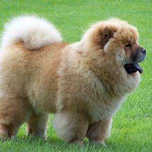 Chow Chow