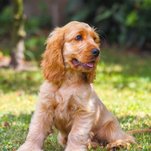 Cocker Spaniel