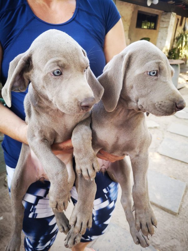 Weimaraner macho y hembra - Imagen 2