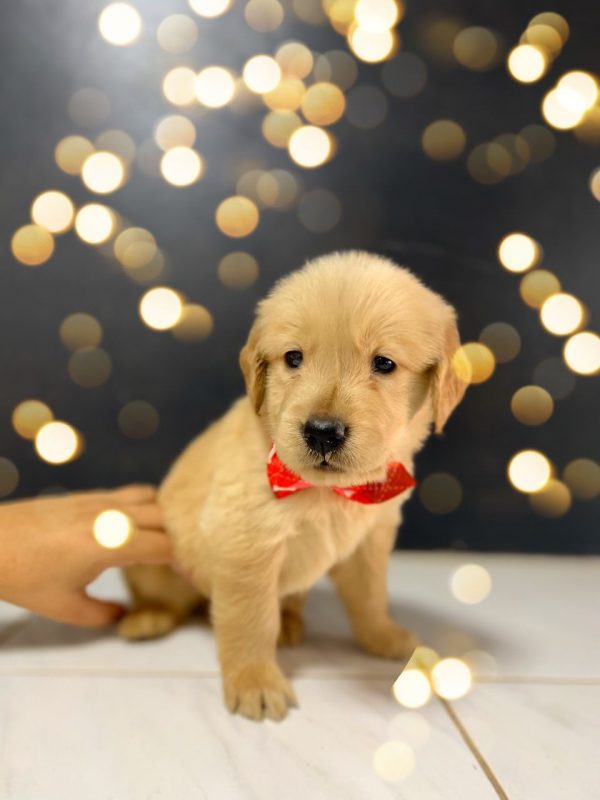 Golden Retriever