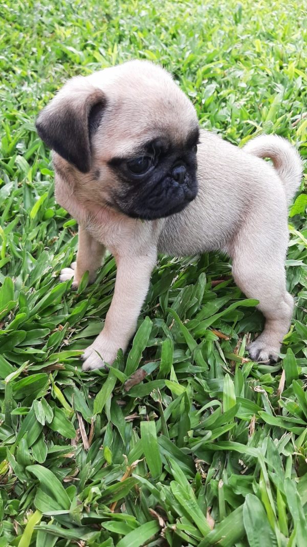 Pug machos y hembras - Imagen 2