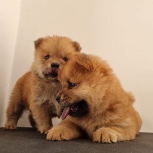 Chow chow