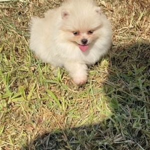 Lulu de Pomerania