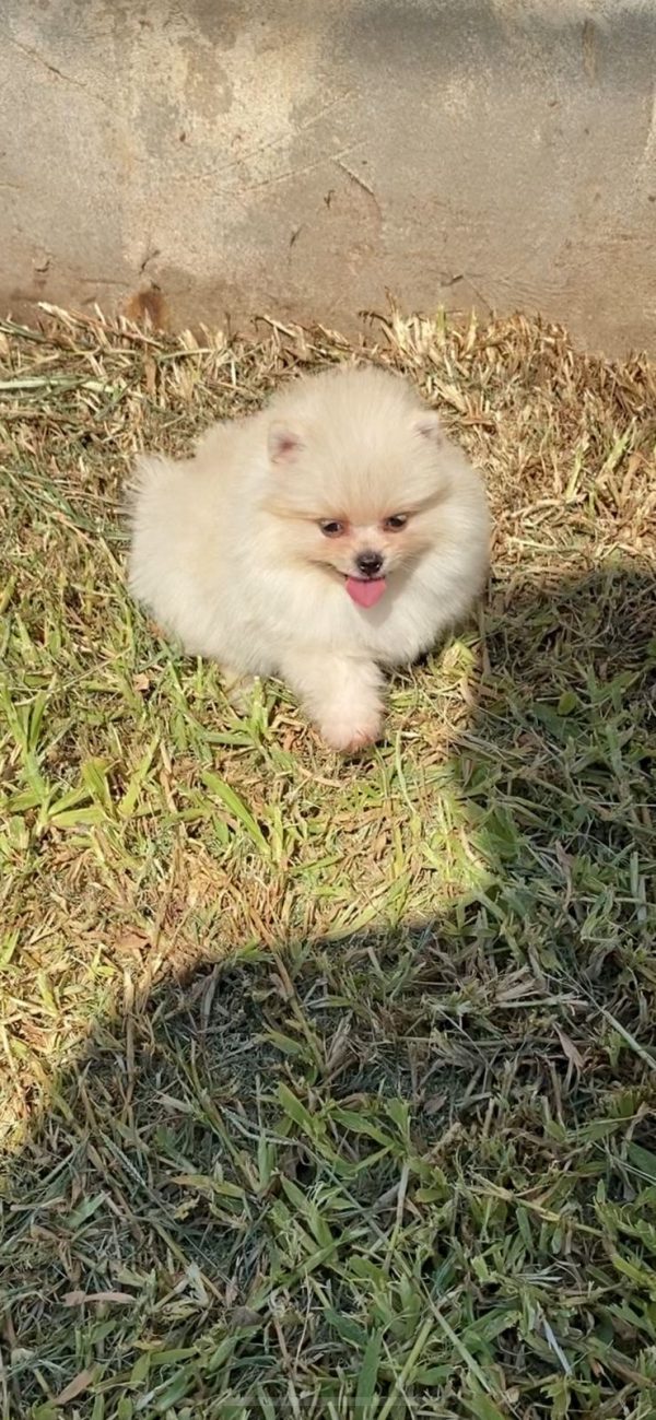 Lulu de Pomerania