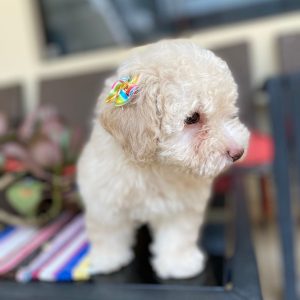 Caniche Toy