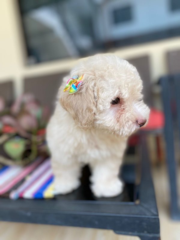 Caniche Toy