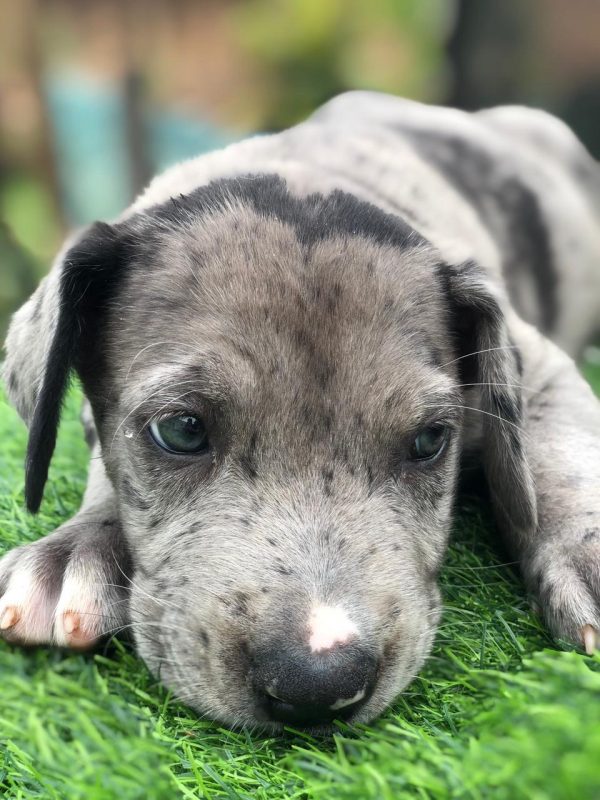 Gran Danes hembra y macho - Imagen 3