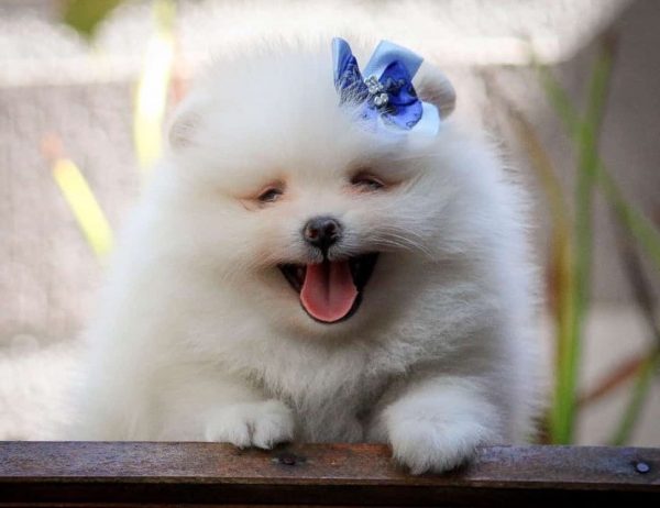 Lulu de Pomerania Macho - Imagen 2