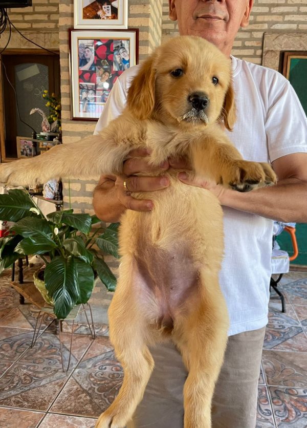 Golden retriever machos y hembras - Imagen 3