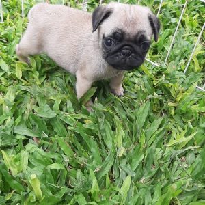 Pug machos y hembras