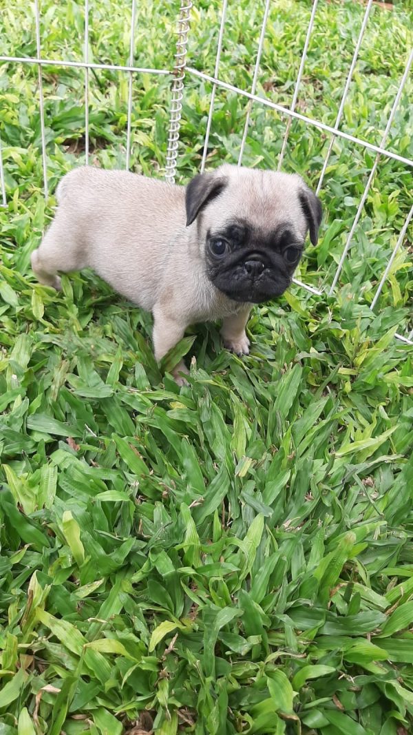 Pug machos y hembras