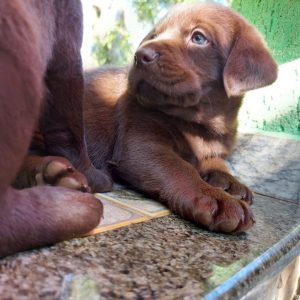 Labrador machos y hembras