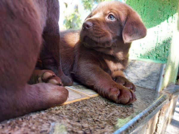 Labrador machos y hembras