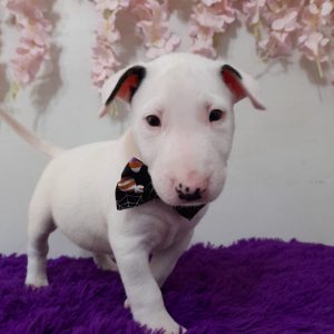 Bull terrier machos