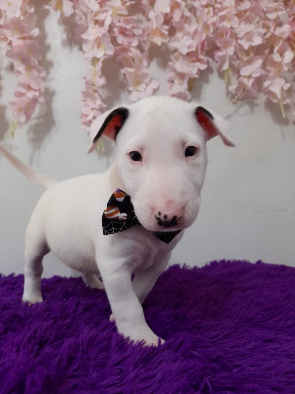Bull terrier machos