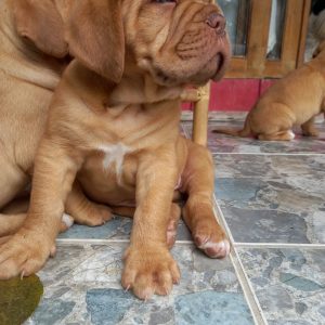 Dogo de burdeos hembras y machos