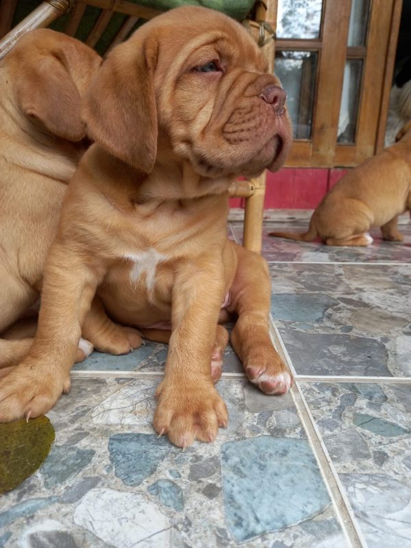 Dogo de burdeos hembras y machos
