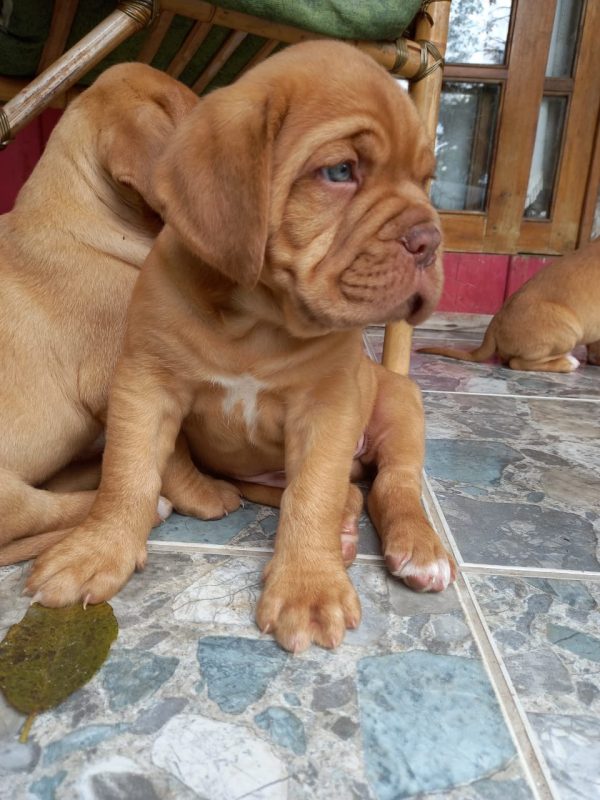 Dogo de burdeos hembras y machos - Imagen 2