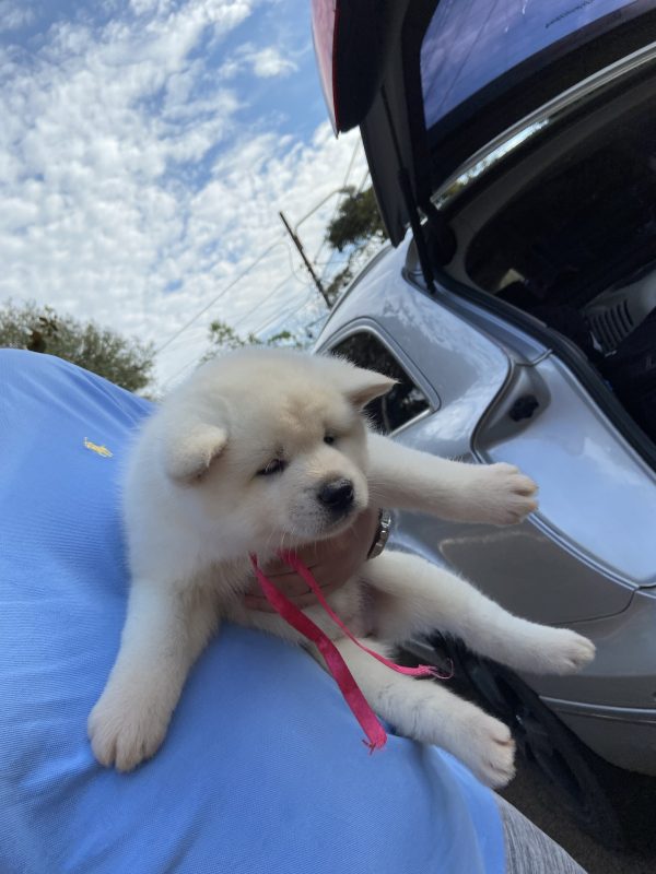 Akita inu machos y hembras - Imagen 2