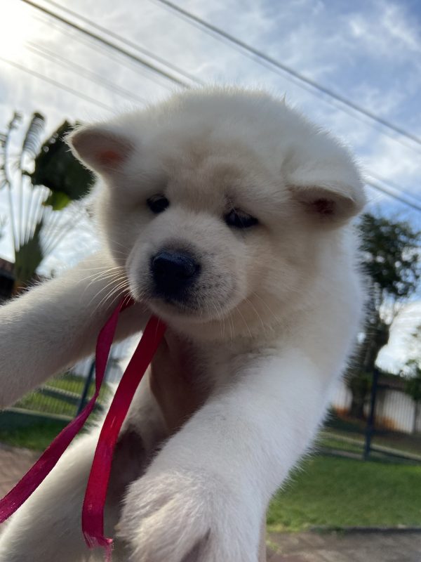 Akita inu machos y hembras - Imagen 3