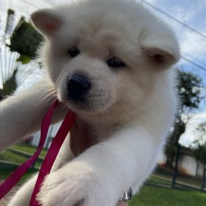 Akita inu machos y hembras