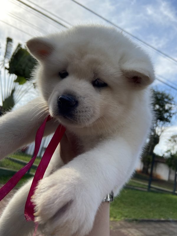 Akita inu machos y hembras