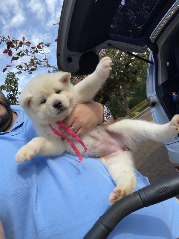 Akita inu machos y hembras - Imagen 4