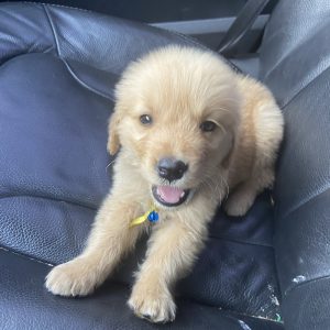 Golden retriever macho