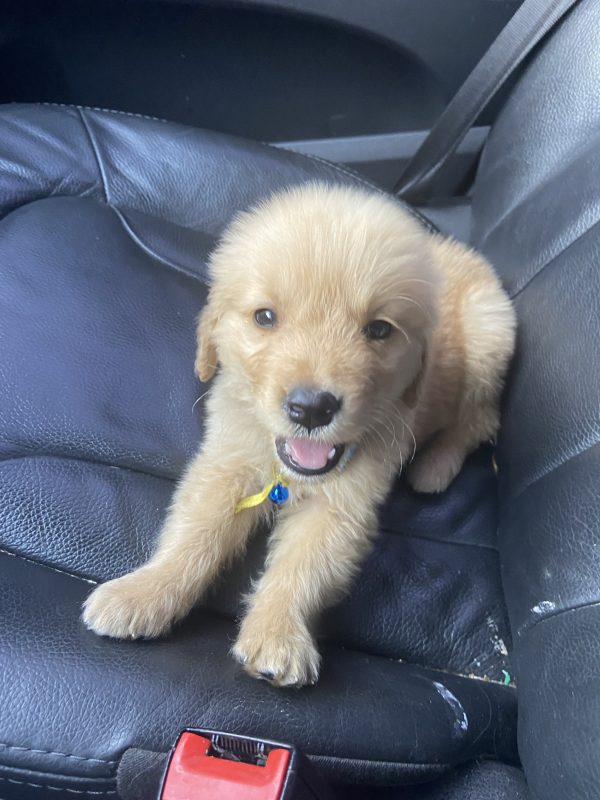 Golden retriever macho
