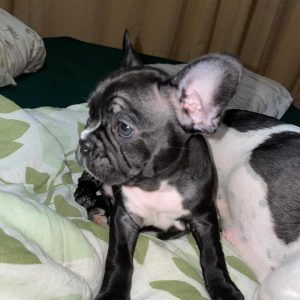 Bulldog francés negro macho y hembra