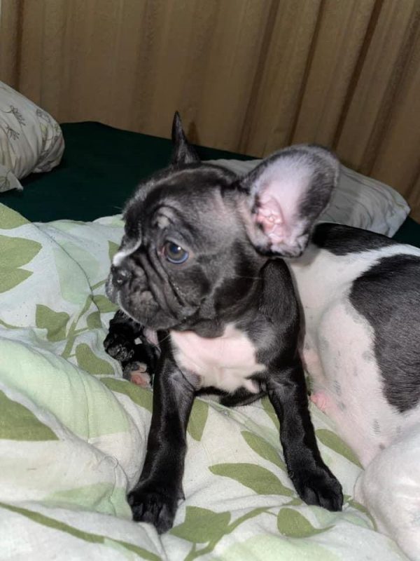 Bulldog francés negro macho y hembra