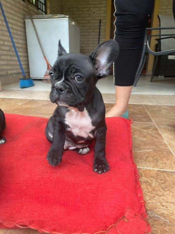 Bulldog francés negro macho y hembra - Imagen 2