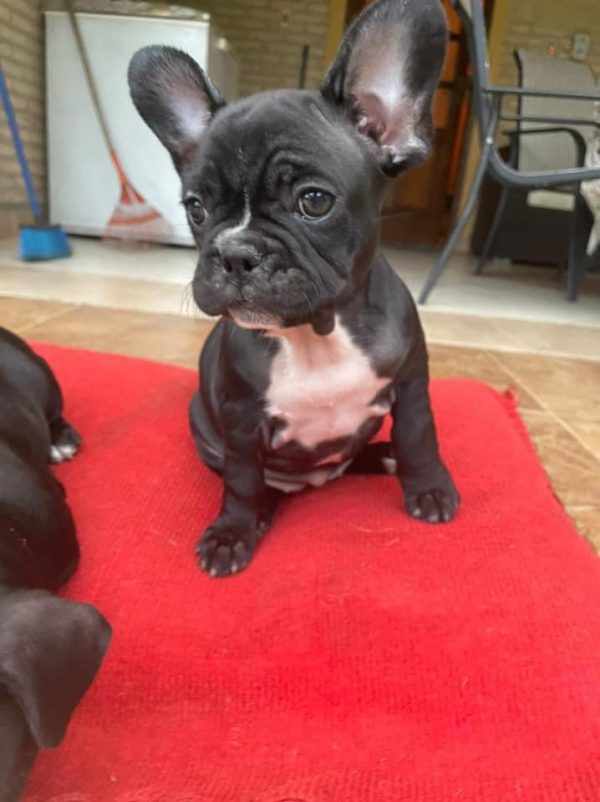 Bulldog francés negro macho y hembra - Imagen 3