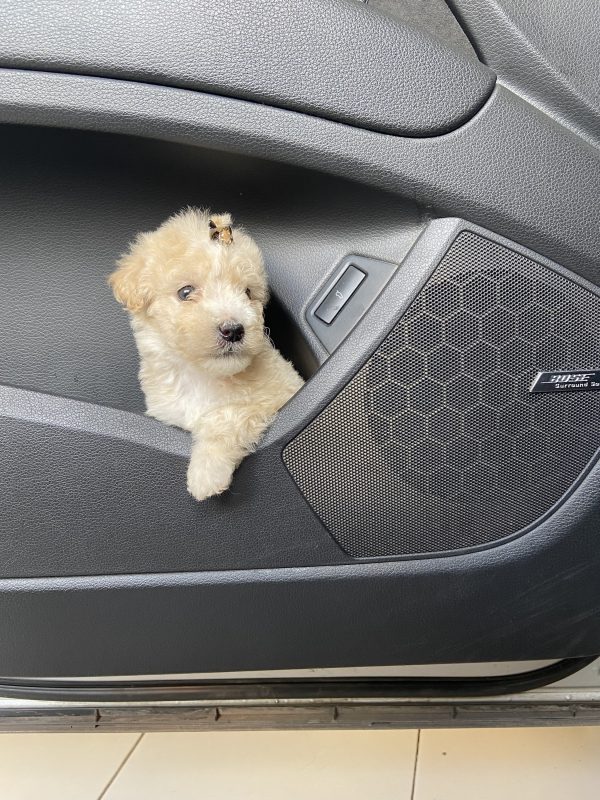Caniche toy hembra - Imagen 3